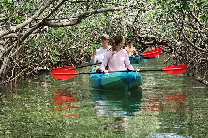 Kayak through Mangrove Forests in the Florida Keys