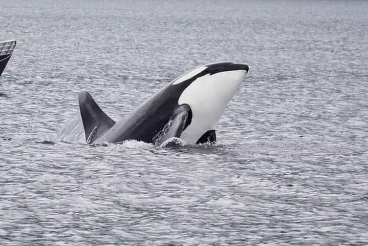 Hoonah Whale-Watching Cruise