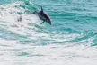 Guided Jet Ski Dolphin Tour - Destin, Florida - Second Medium