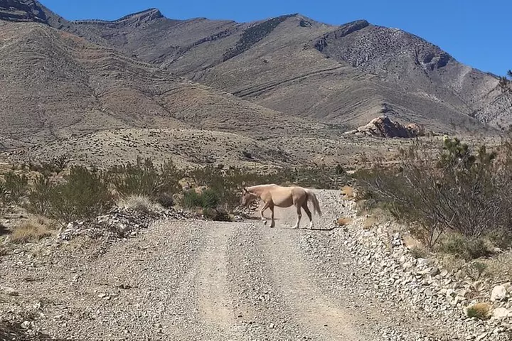 Las Vegas ATV Tours
