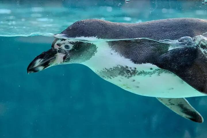 Dolphin Watching & Snorkeling in Key West with Sunset Dinner Cruise...