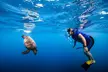 Turtle Canyon Snorkel from Waikiki: Turtles Guaranteed - Second Medium