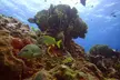 2 Deep Reef Dives in Cancun Caribbean Sea for Certified Divers - Second Medium