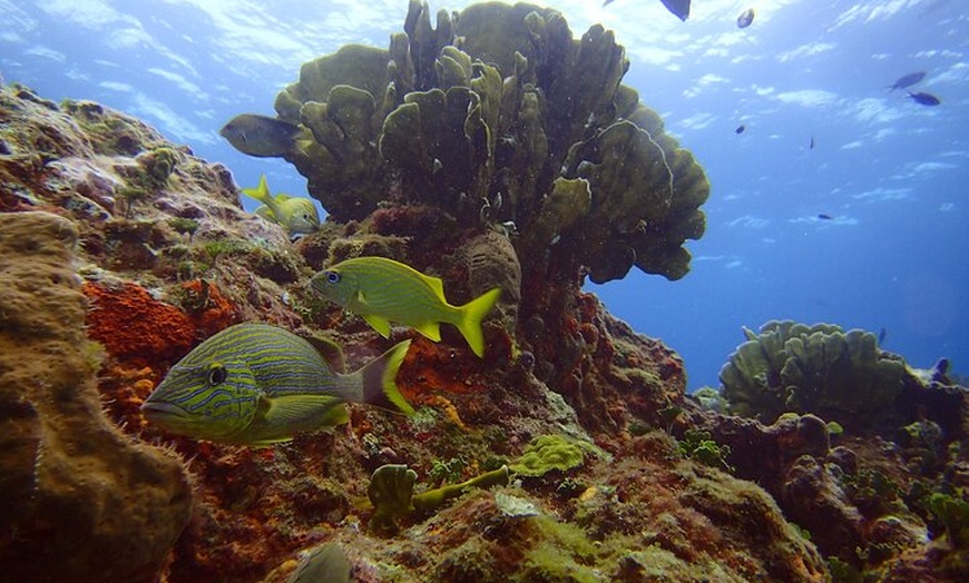 Image 4: VIP Beginner Diving Experience: MUSA Statues & Reef Adventure