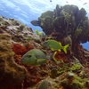 Image 4: VIP Beginner Diving Experience: MUSA Statues & Reef Adventure