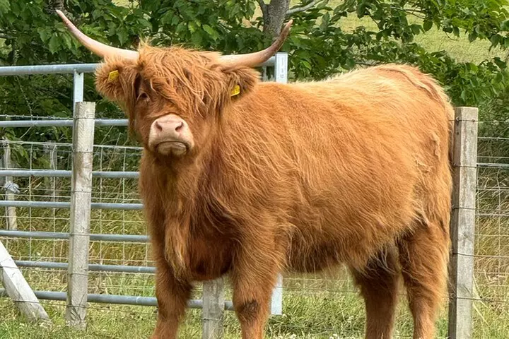 The Essential Highland Tour from Inverness or Port of Invergordon - Primary Image