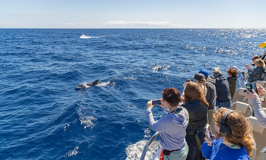 Image 12: Dolphin Adventure : Avistamiento de Delfines en Barco Rápido en Mal...