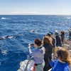 Image 12: Dolphin Adventure : Avistamiento de Delfines en Barco Rápido en Mal...