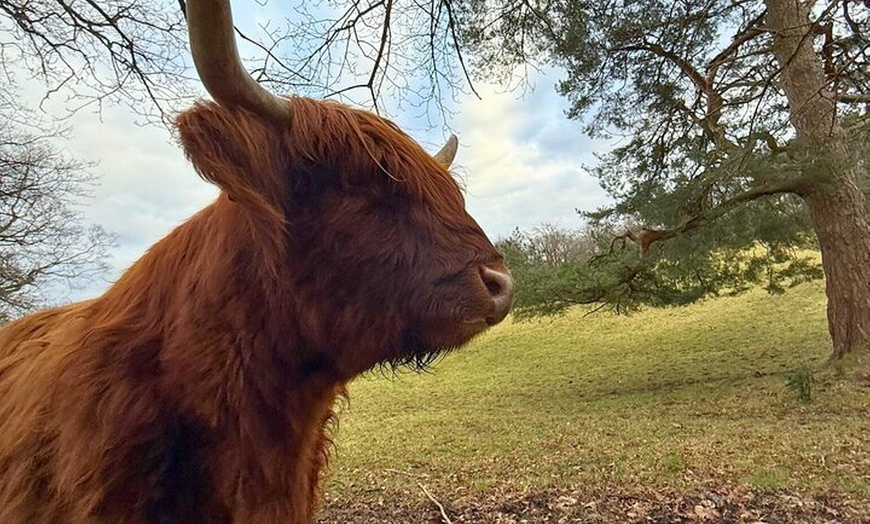 Image 31: Whisky Tour Oban Glencoe Lochs Castle Private Tour from Edinburgh
