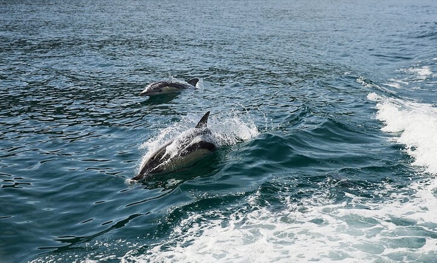 Image 12: Whale Watching Cruise from Tidal River