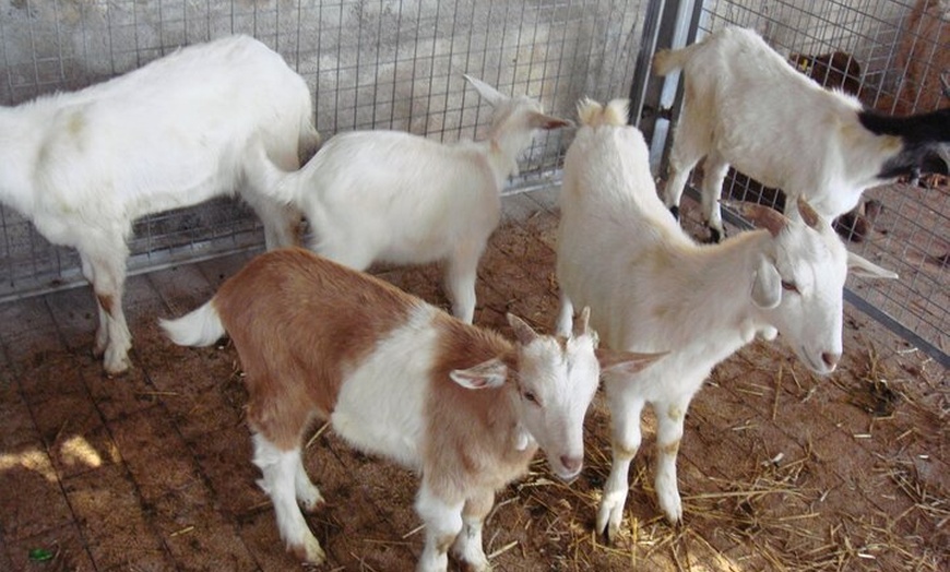 Image 20: 8 - Hora Formentor y Mercado de Sineu con paseo en barco Tour en Ma...