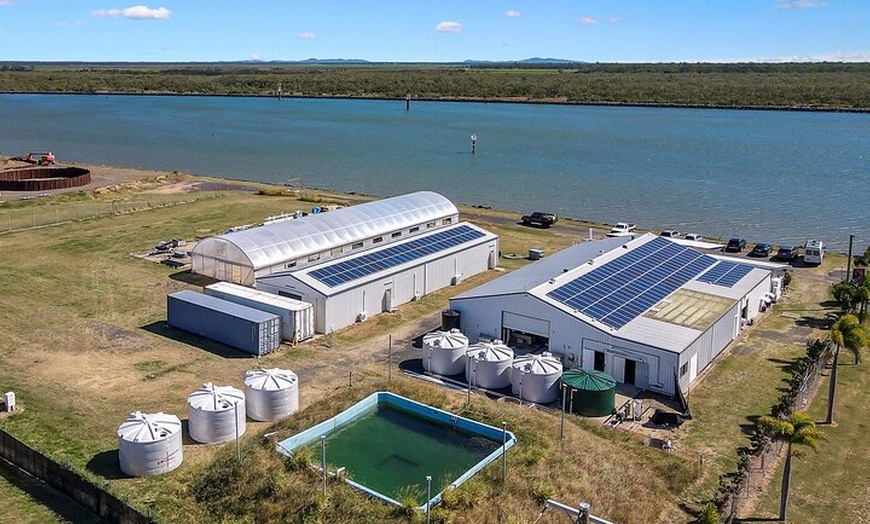 Image 10: One Hour Coral Farm Tour, Discover Australia's Marine Life