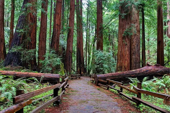 Muir Woods and Sausalito Half Day Tour