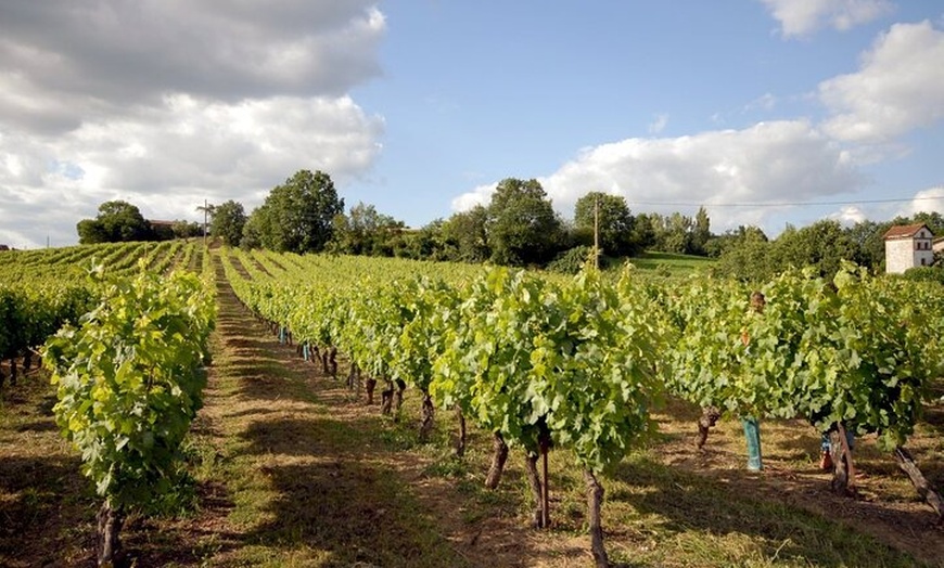 Image 3: Explorez Gaillac Wines Excursion privée d'une demi-journée au dépar...