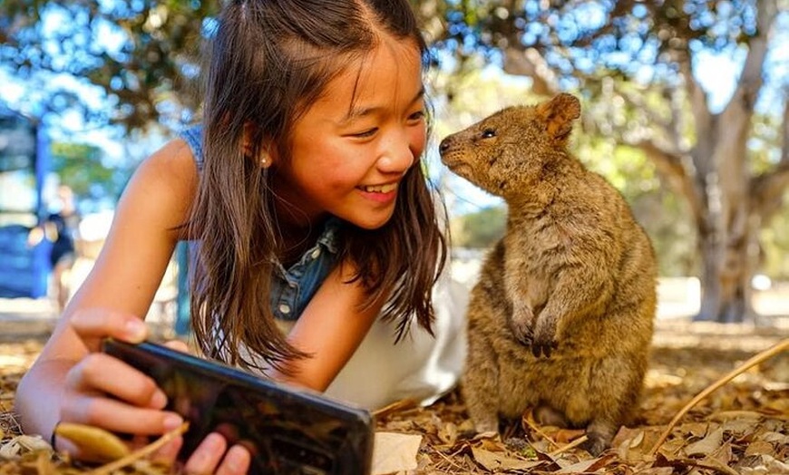 Image 6: Quokkas Delight Rottnest Island