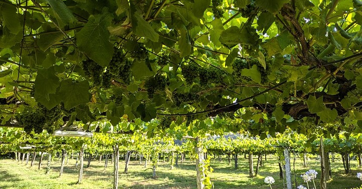 Tour gastronómico privado Spain Sips en Galicia, desde A Coruña