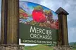 Full Day Tour from Atlanta to Amicalola Falls and Blue Ridge - Second Medium