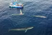 Dana Point Dolphin and Whale Watching Eco-Safari - Second Medium
