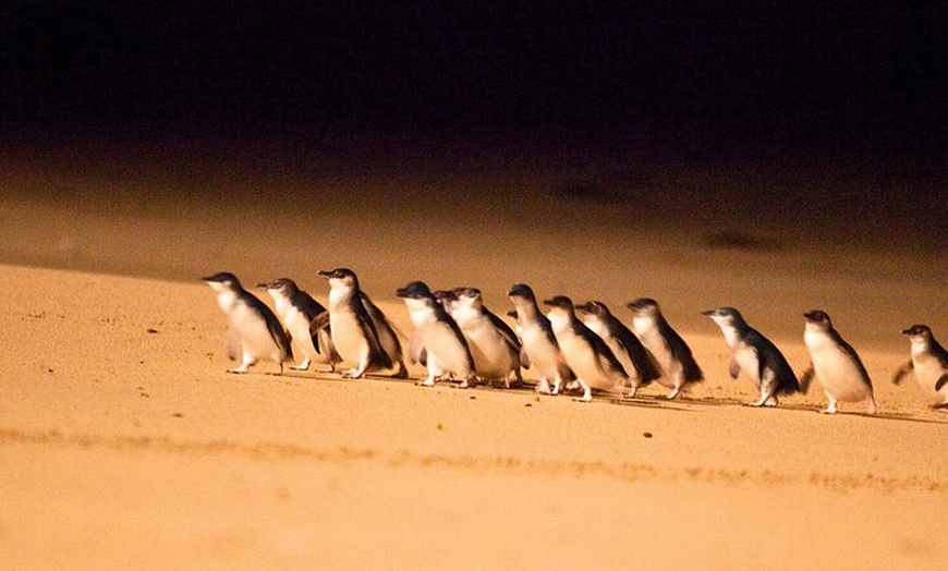 Image 11: Puffing Billy Tour and Penguin Parade from Melbourne