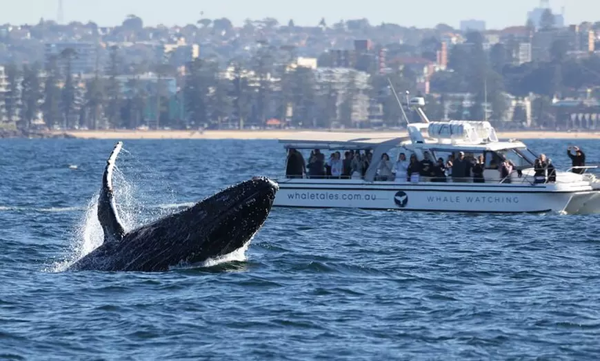 Image 4: Private Luxury Intimate Whale Watching