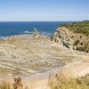 Image 4: Bunurong Coast and Penguin Parade Private Tour
