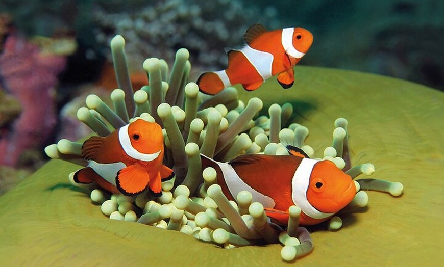Image 20: Acuario de Palma con autobús de vuelta desde Port Alcudia