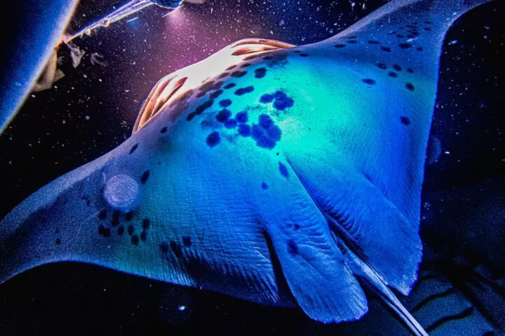 Kona Manta Ray Snorkel Tour Guarantee Sighting in Keauhou Harbor