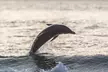 Scenic Sunset Cruise from Historic Johns Pass, Free Beer and Wine - Second Medium