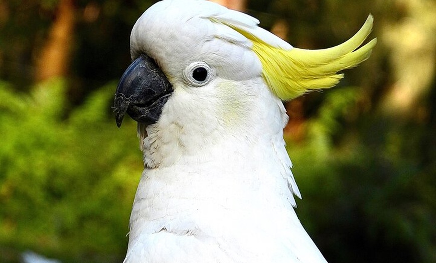 Image 9: Sydney Guided Wildlife Walk Explore Birds and Nature