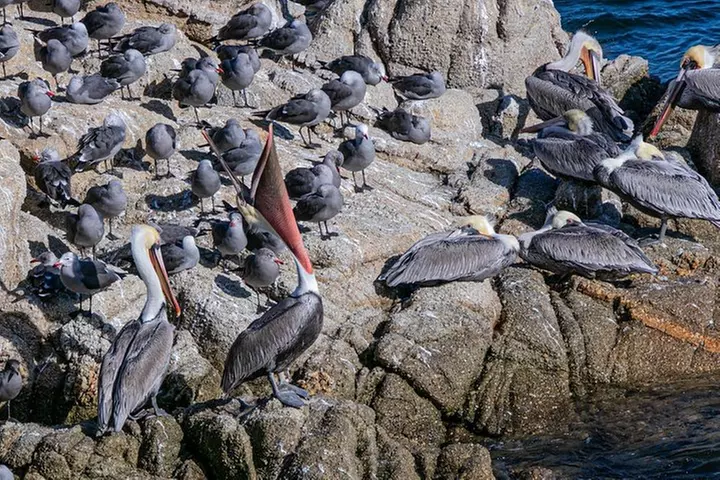 Monterey State Historic Park and Fisherman's Wharf: A Self-Guided A...