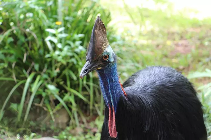 Classic Kuranda by Skyrail and Scenic Railway, Rainforestation & lu...