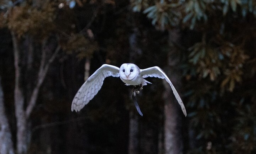 Image 5: Buderim Forest Flight Owl Encounter and Tour