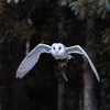 Image 5: Buderim Forest Flight Owl Encounter and Tour