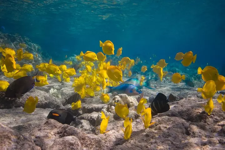 Express Kealakekua Bay Snorkel from Kailua Pier - Second Medium
