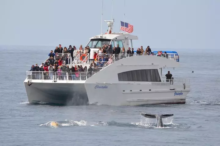 West Harbor LA Whale and Dolphin Watching Cruise