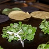 Image 21: Mexico City Night Tacos and Mezcal Tour