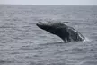 San Diego Whale/Dolphin Watching Cruise Aboard Luxury Vessel - Second Medium