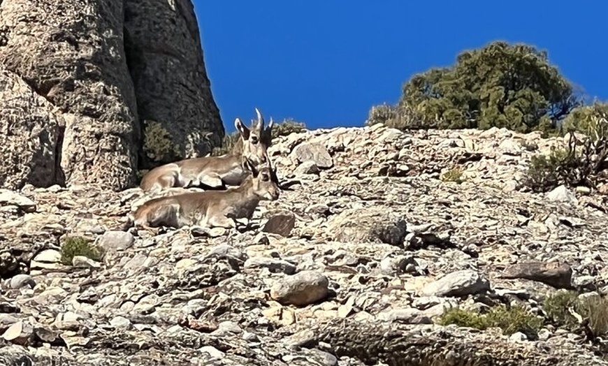 Image 36: Excursión privada al Monasterio de Montserrat con recogida en el hotel