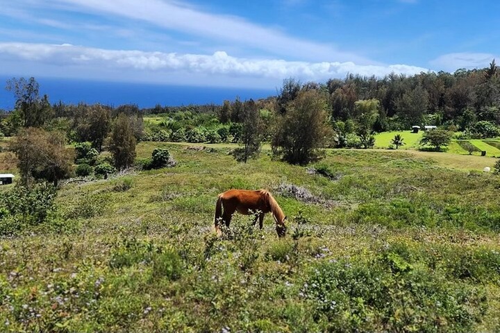 Waipi'o on Horseback: Mountain Ocean Views Working Cattle Ranch
