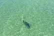 Clear Kayak Tour of Clearwater Beach - Second Medium