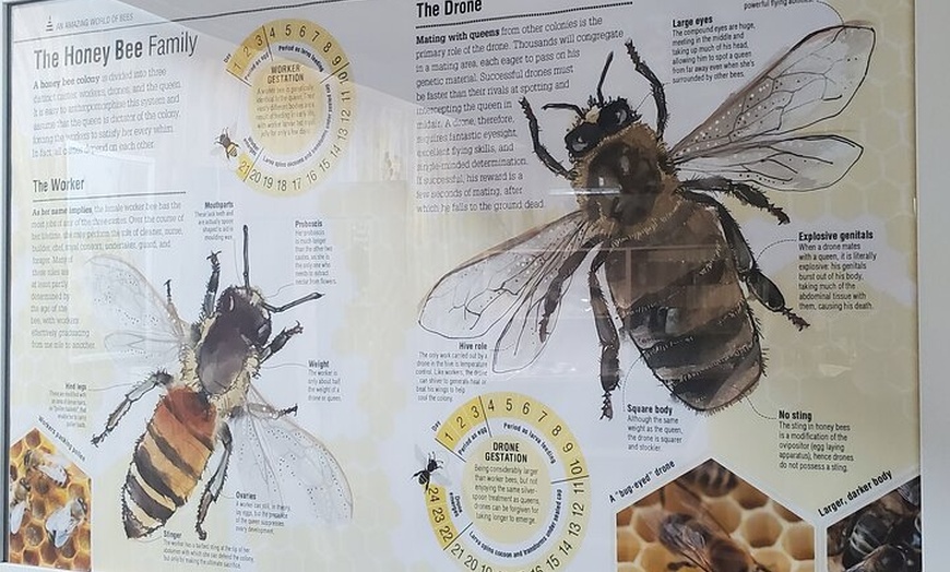 Image 6: Mead and Honey Tasting Experience