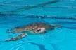 Turtle Hospital and Lower Florida Keys Day Trip from Key West - Second Medium