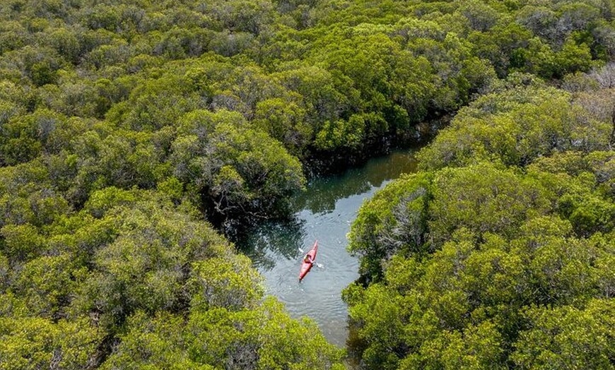 Image 4: Adelaide Dolphin Sanctuary and Ships Graveyard Kayak Tour