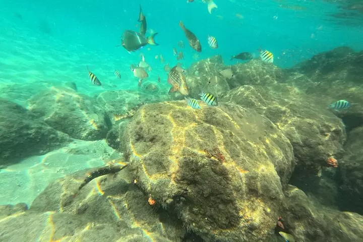 Experience Peanut Island Adventures with Go Pro