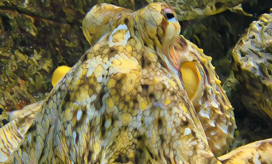 Image 14: Entrada al acuario de Zaragoza