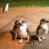 Image 7: Melbourne: Penguin Parade , Koala & Brighton Bathing Boxes