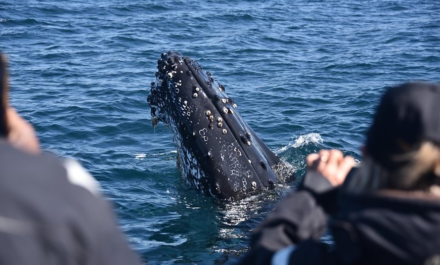 Image 8: Sydney Whale-Watching by Speed Boat