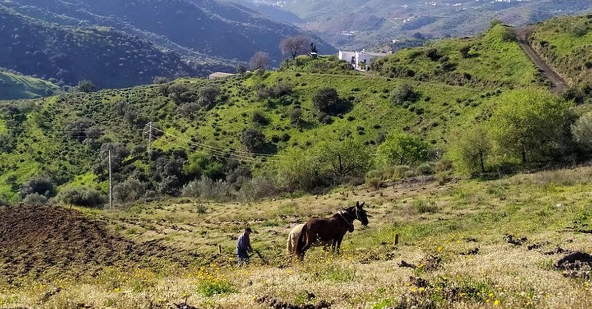 Tour de vinos VIP de la Axarquía con almuerzo en bodega en Málaga