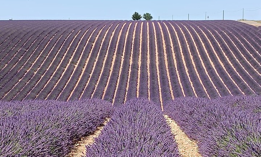 Image 4: Élégance provençale Huile d'olive de lavande et pistache