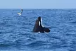 Whale Watching Adventure in Morro Bay - Second Medium